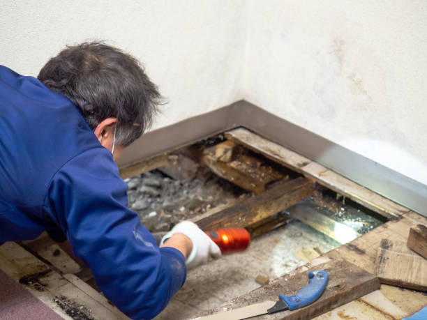 London, KY Mold Removal Company