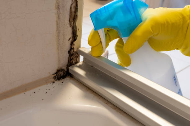 Office Mold Removal Services in London, KY