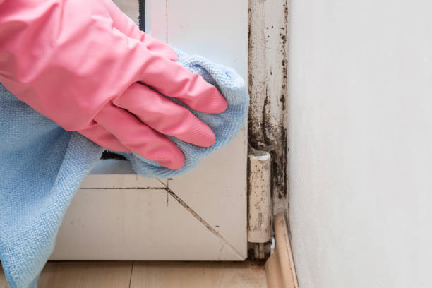Best Certified Mold Removal  in London, KY